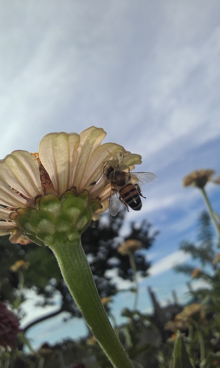 nature insects afternoon free photo