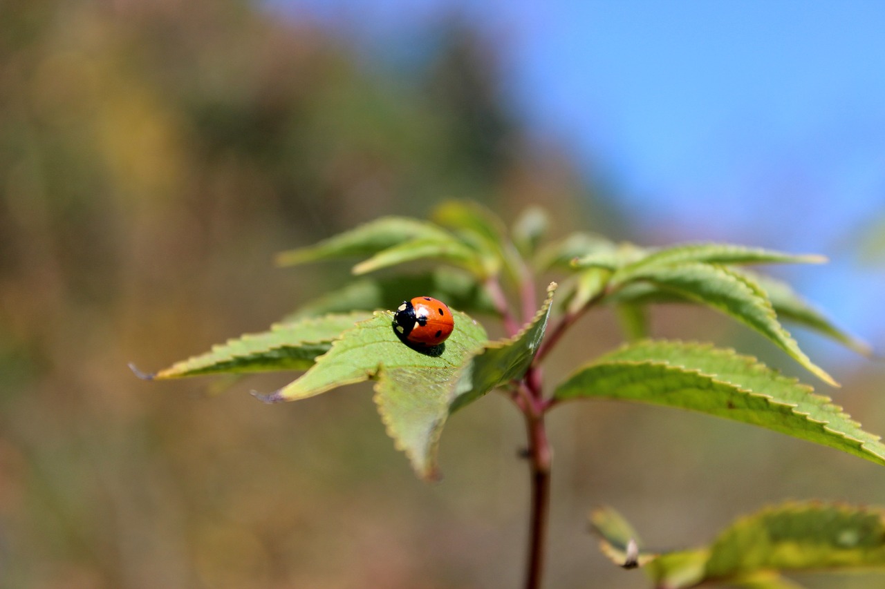 nature ladybug autumn free photo