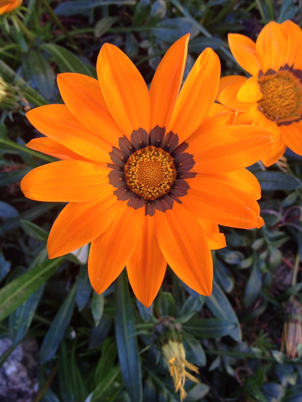 nature flowers oranges free photo