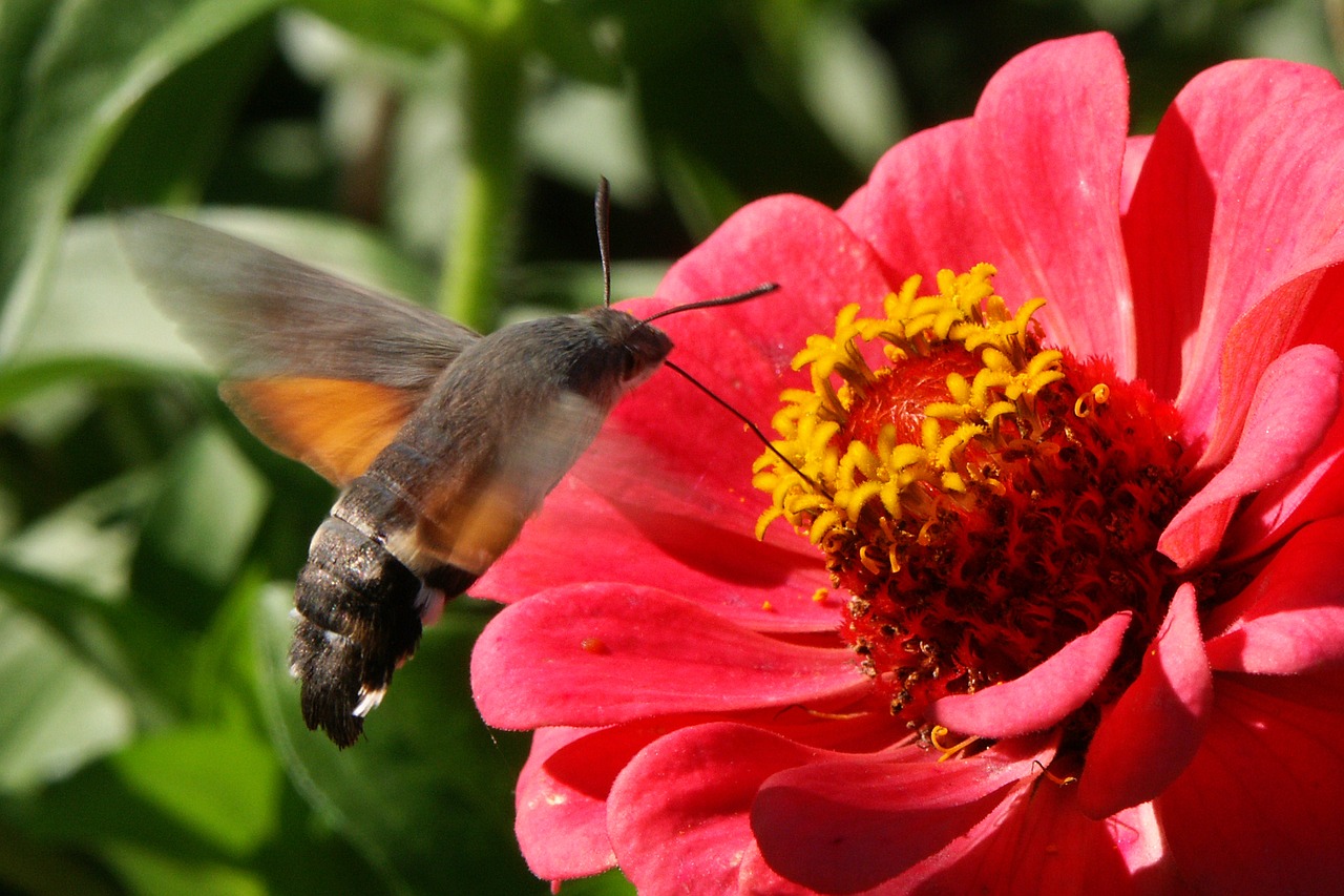 nature flowers insects free photo