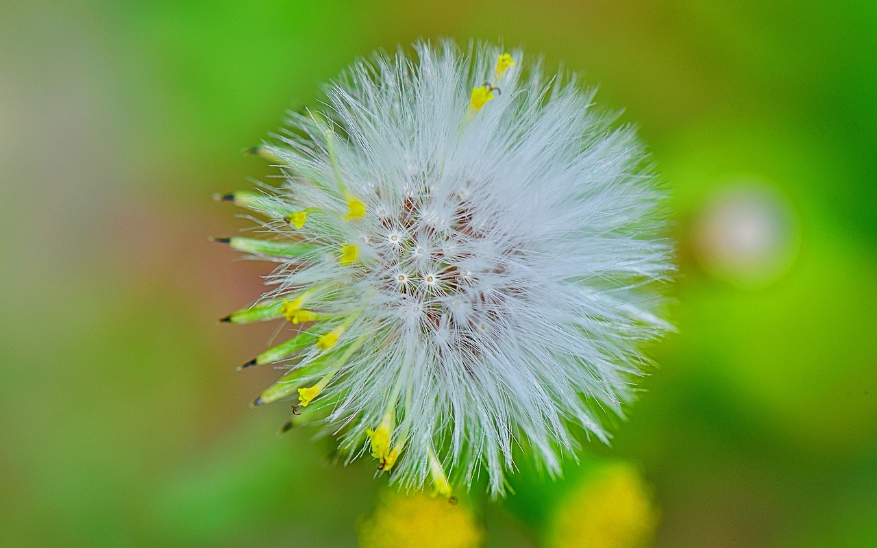 nature flower flowers free photo