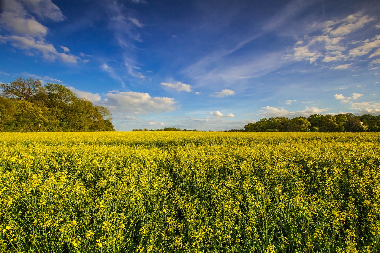 nature cultivation spring free photo