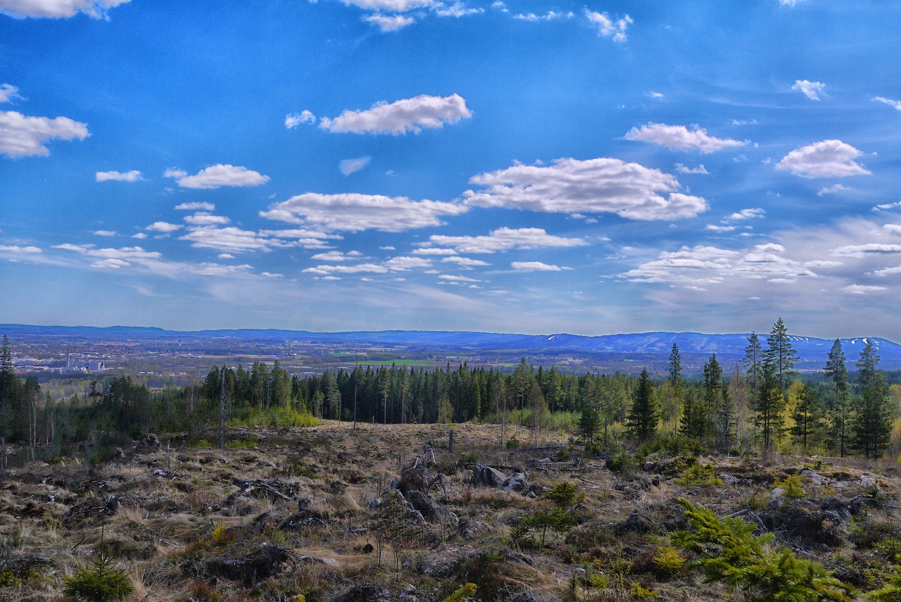 nature firs mountain free photo