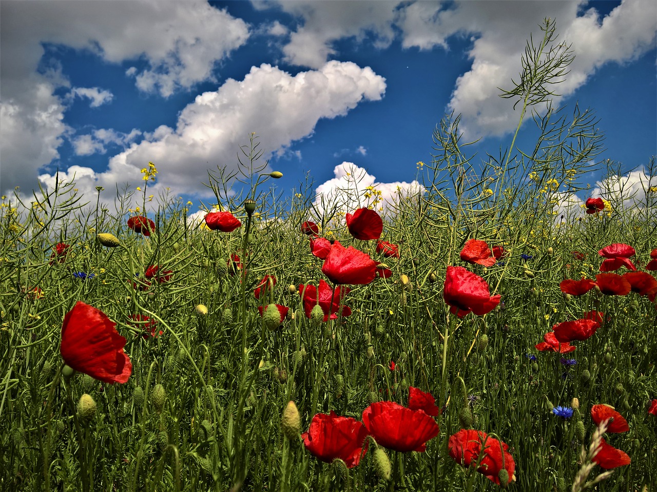 nature poppy clouds free photo