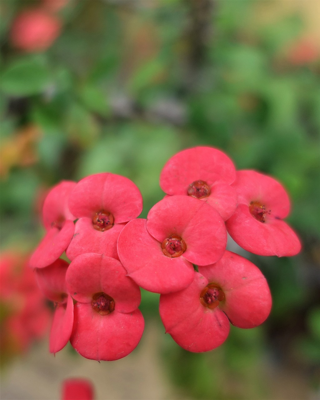 nature flower garden spring free photo