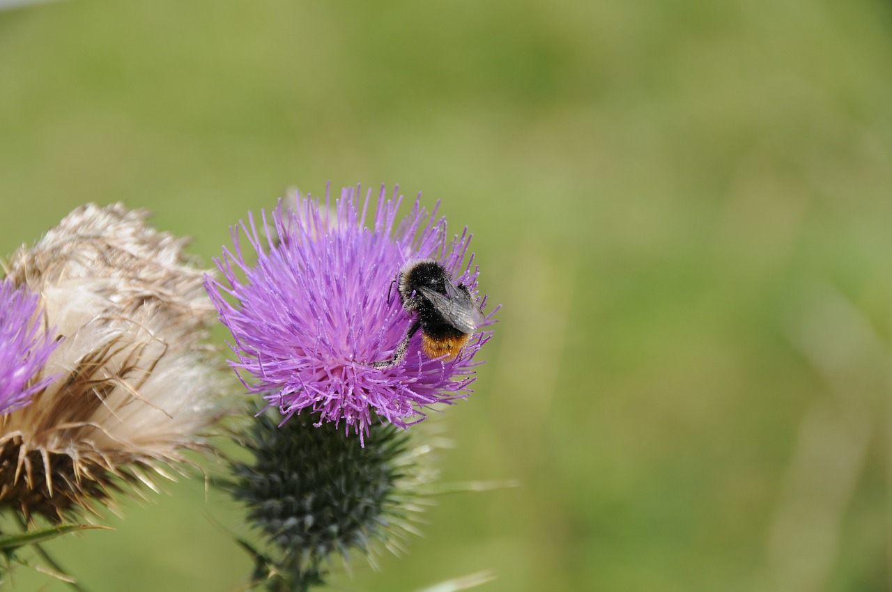 nature hummel insect free photo