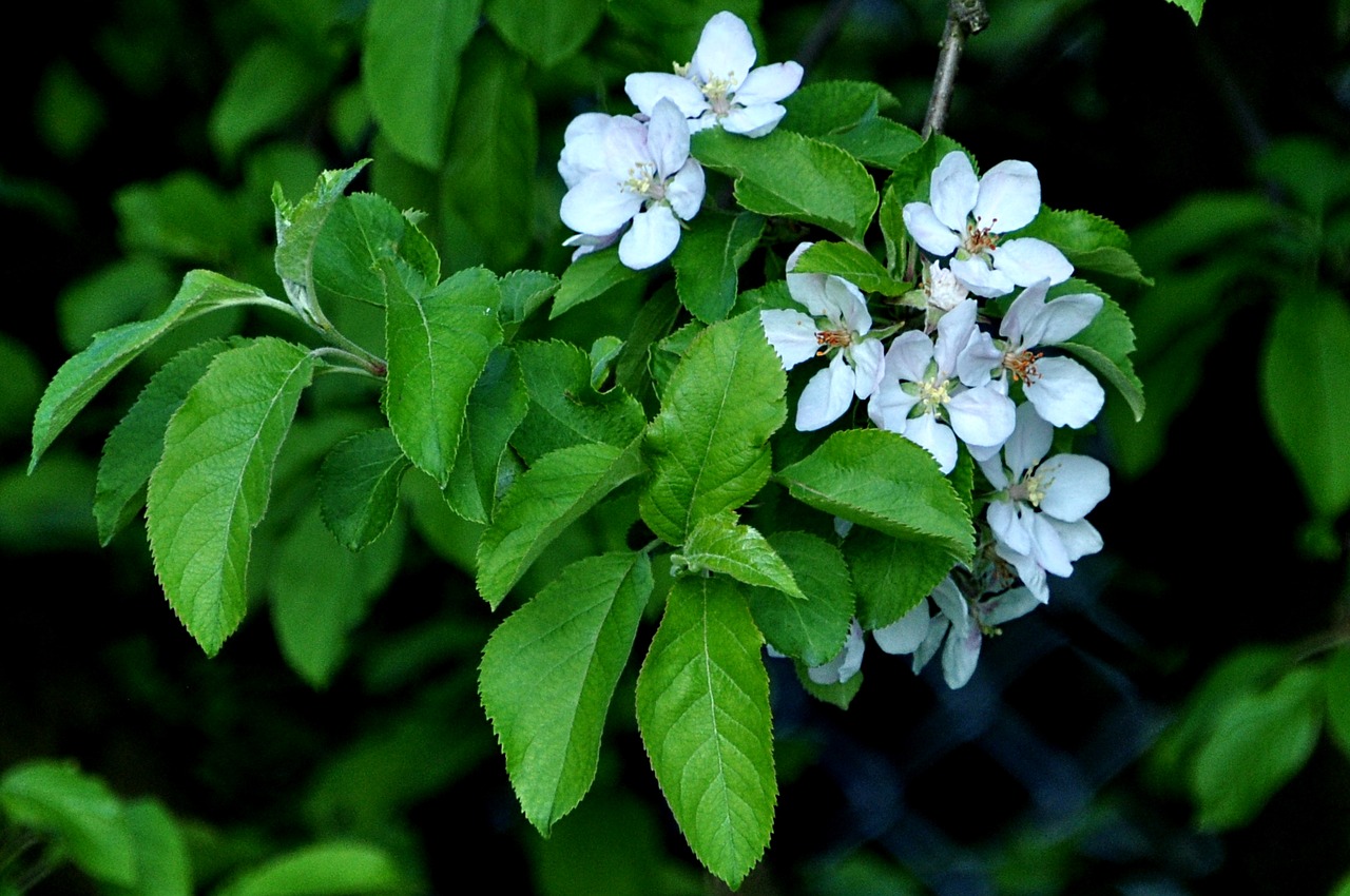 nature macro plum flower free photo