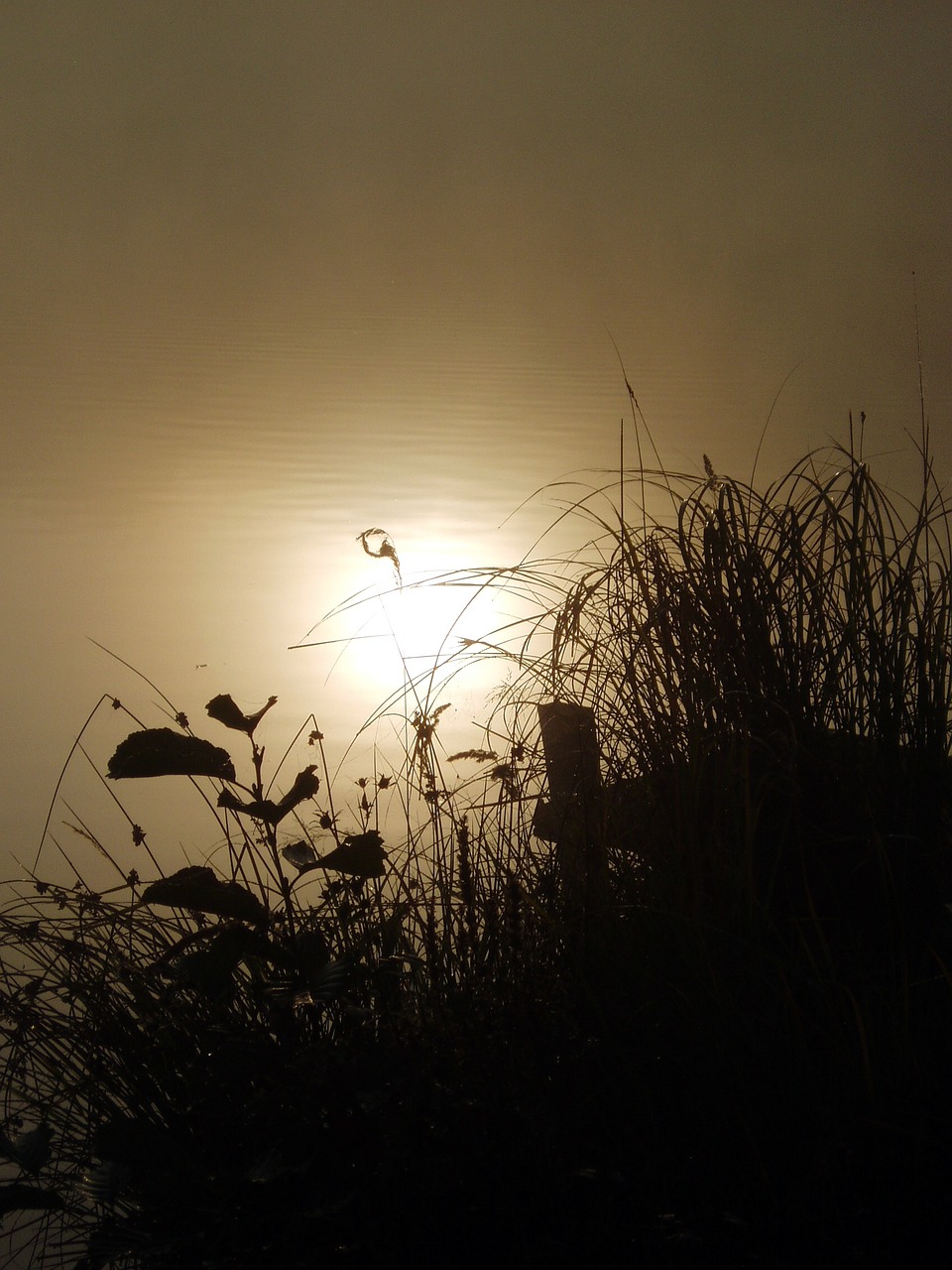 nature dawn fog free photo