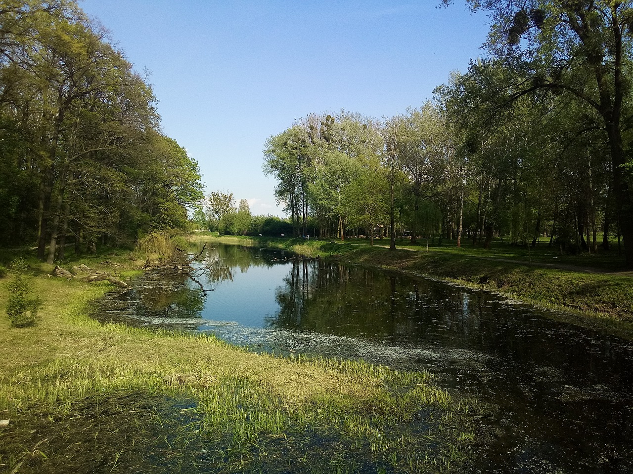 nature park tree free photo