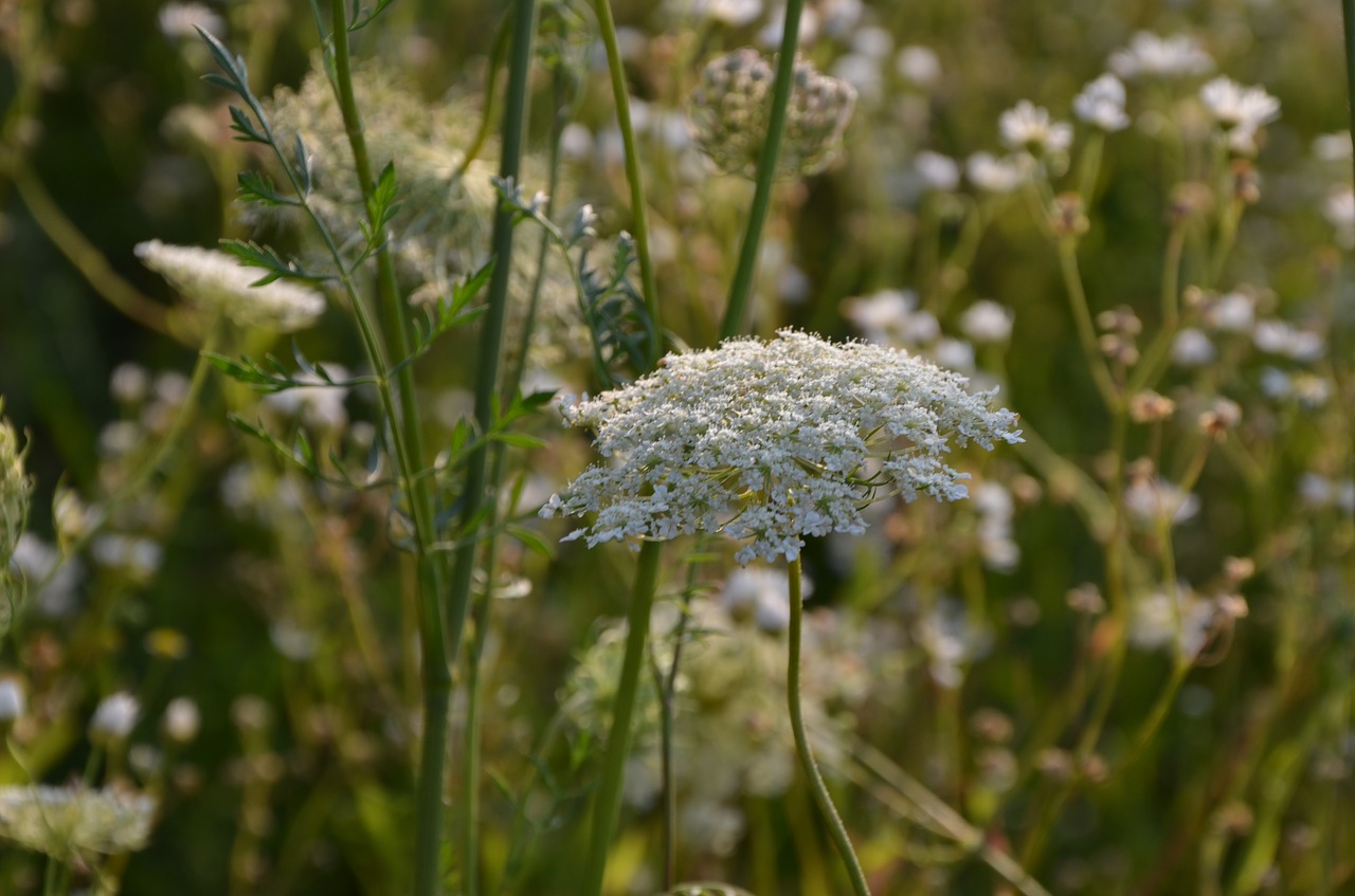 nature flowers outdoor free photo