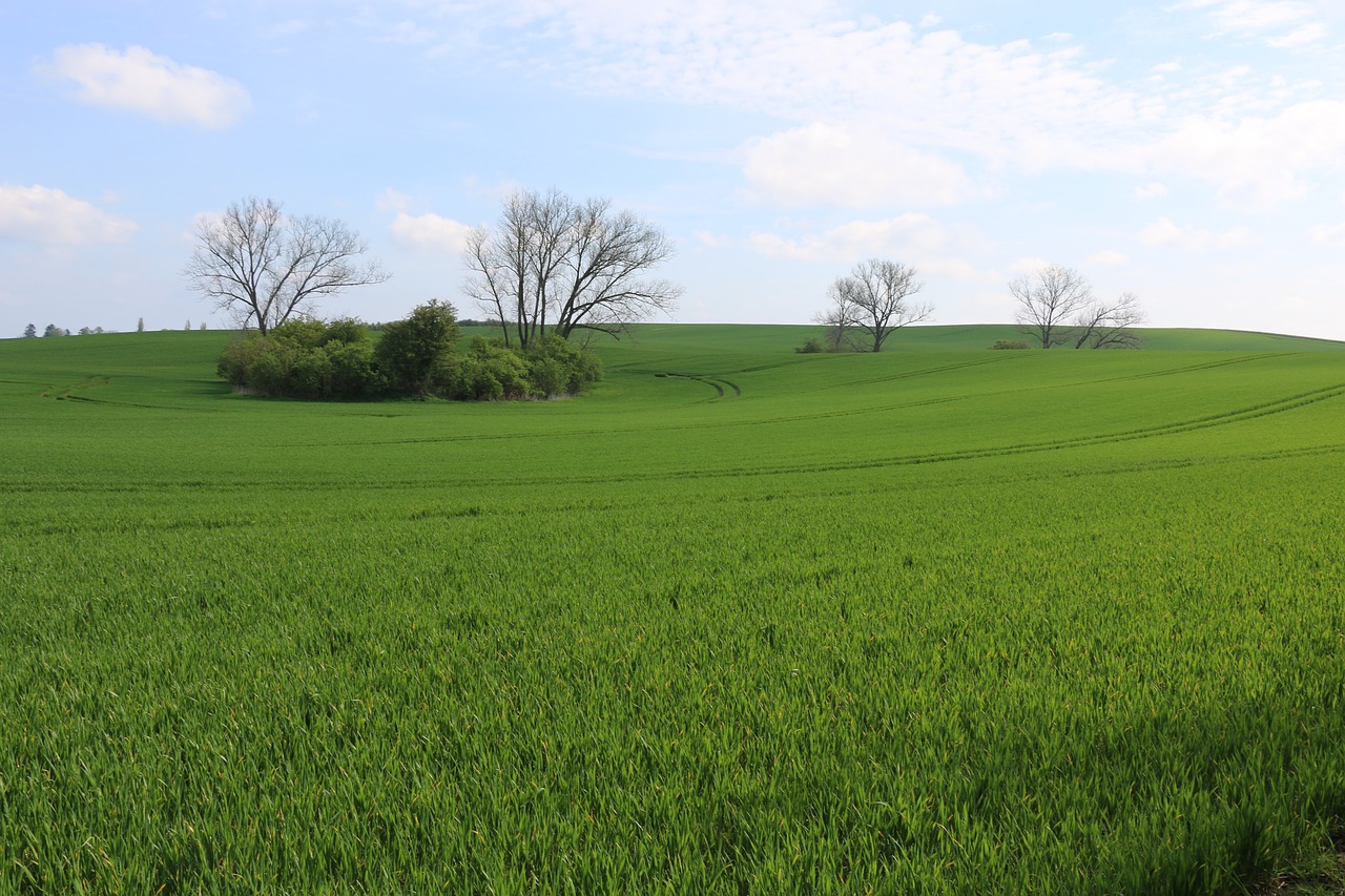 nature field spring free photo