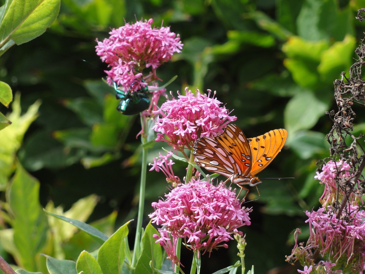 nature butterfly beetle free photo