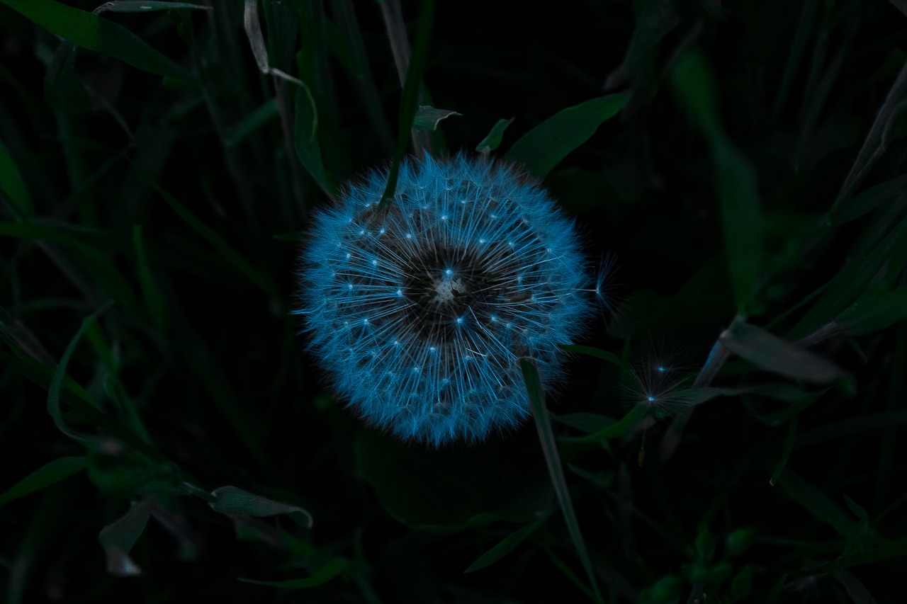 nature dandelion horseflower free photo