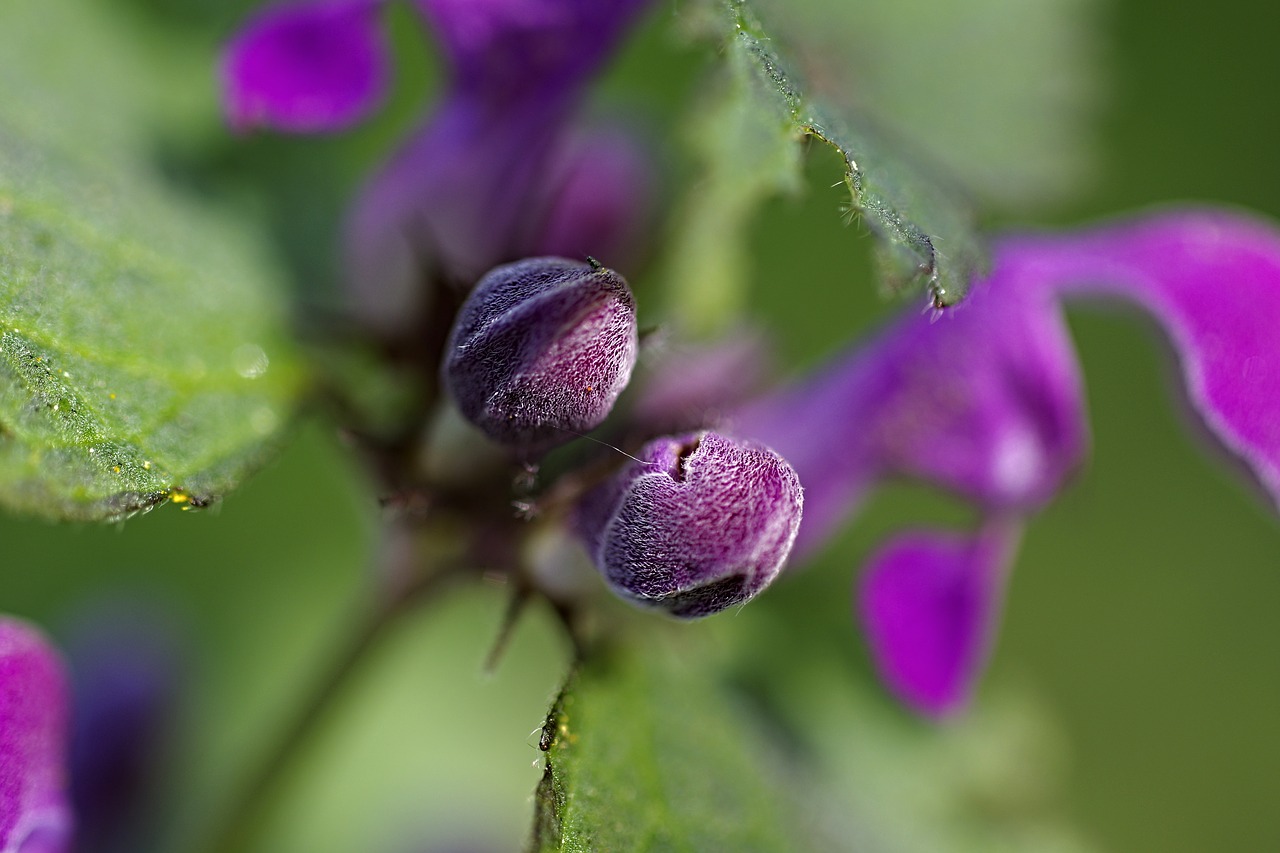 nature flowers macro free photo