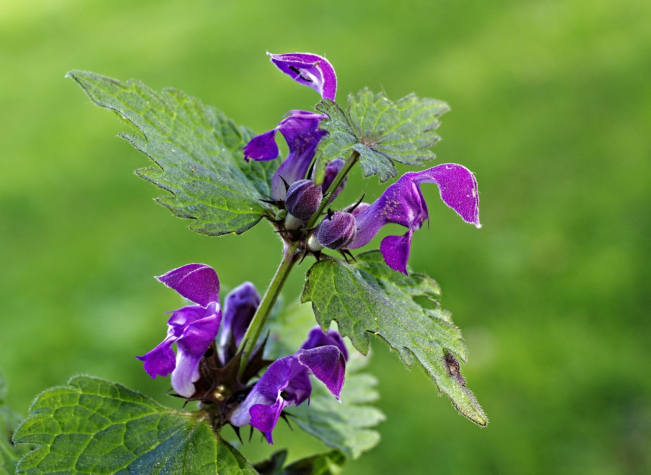 nature flowers macro free photo