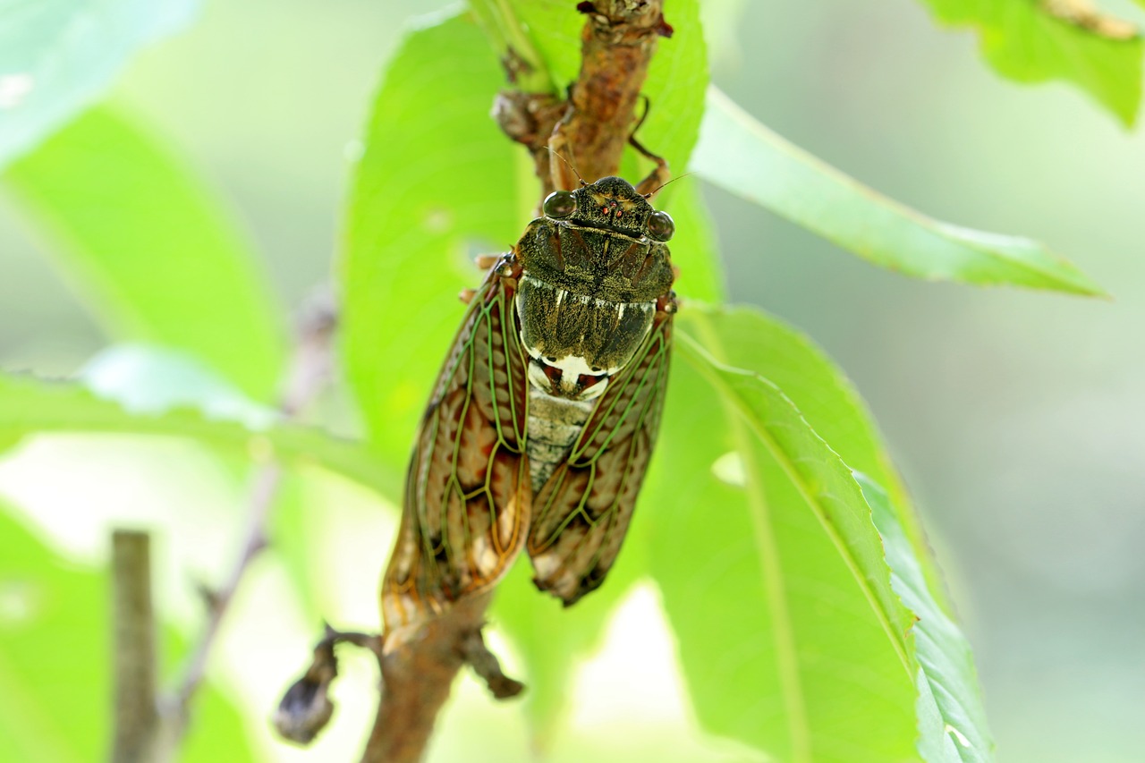 nature wood cicada free photo