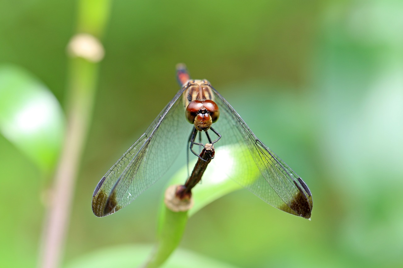 nature,forest,insects,dragonfly,landscape,park,arboretum,break,affix,makro,free pictures, free photos, free images, royalty free, free illustrations, public domain