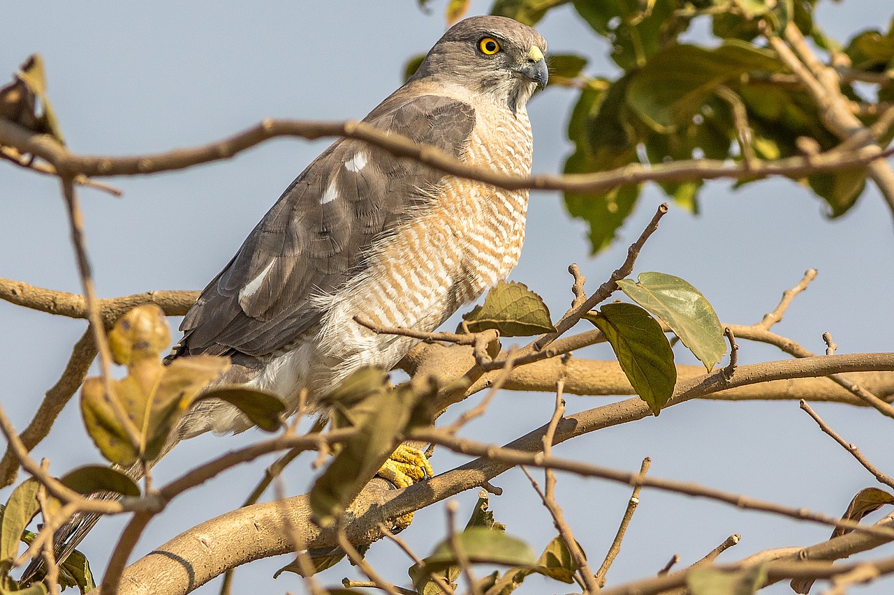 nature bird animal free photo