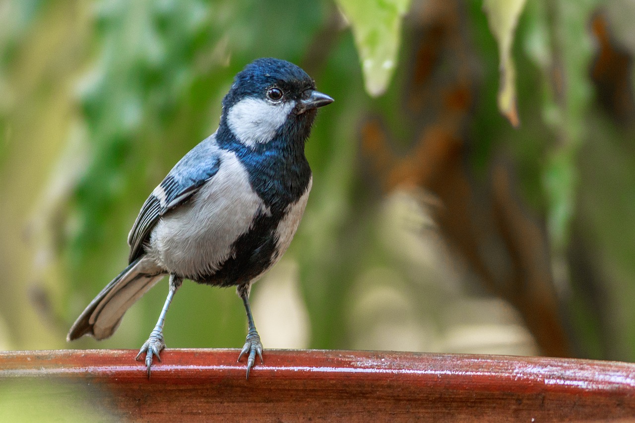 nature bird animal free photo