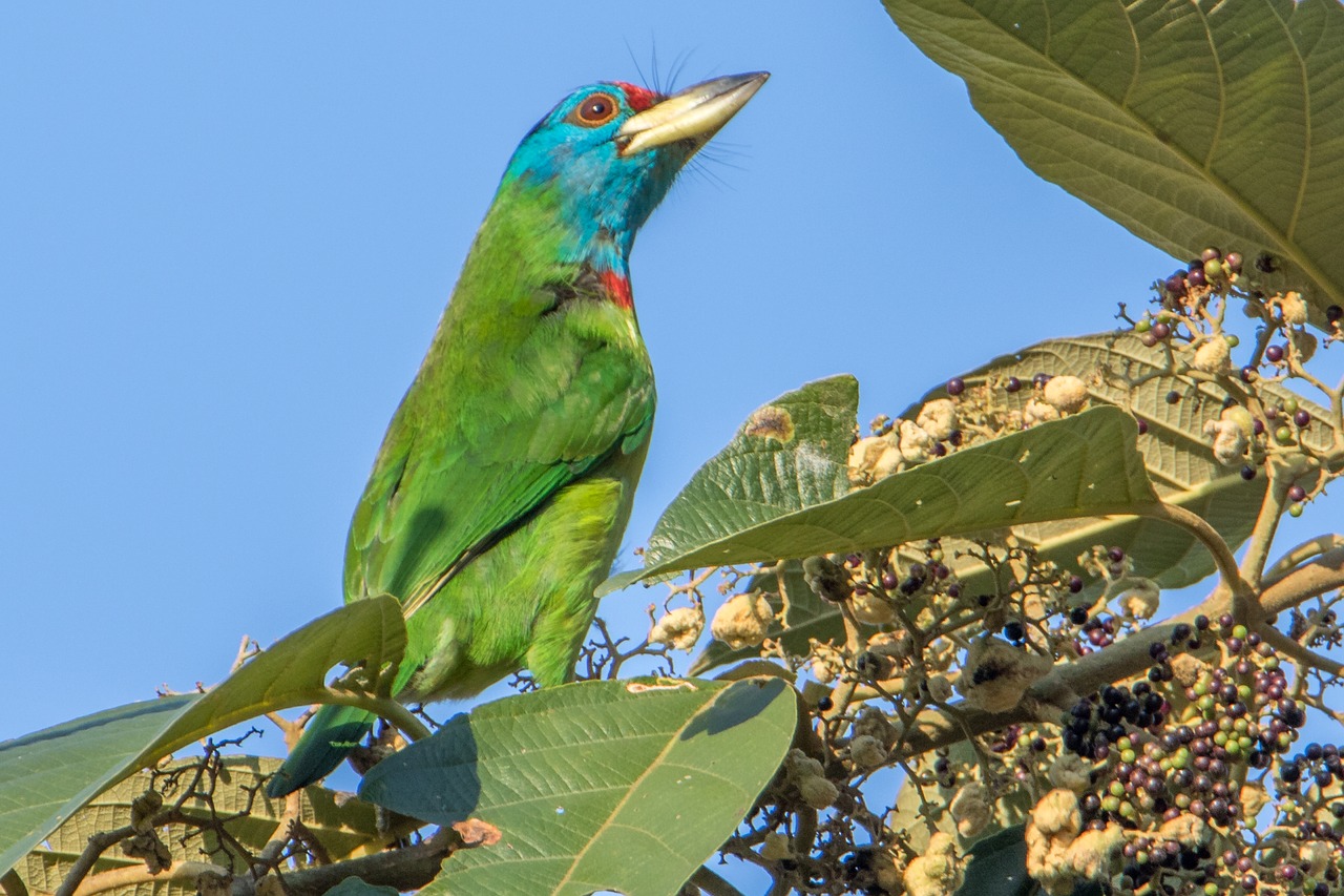 nature bird animal free photo