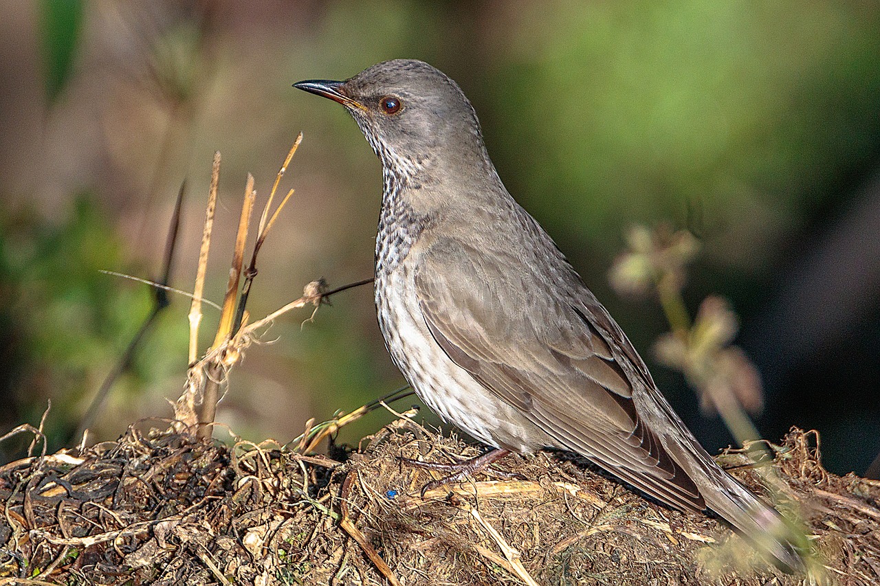 nature bird animal free photo