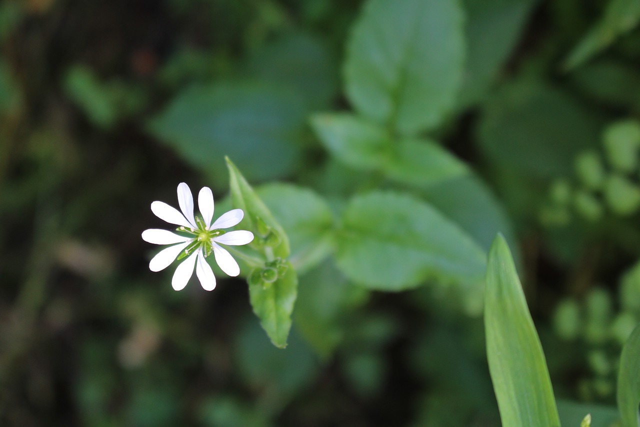 nature flower garden free photo