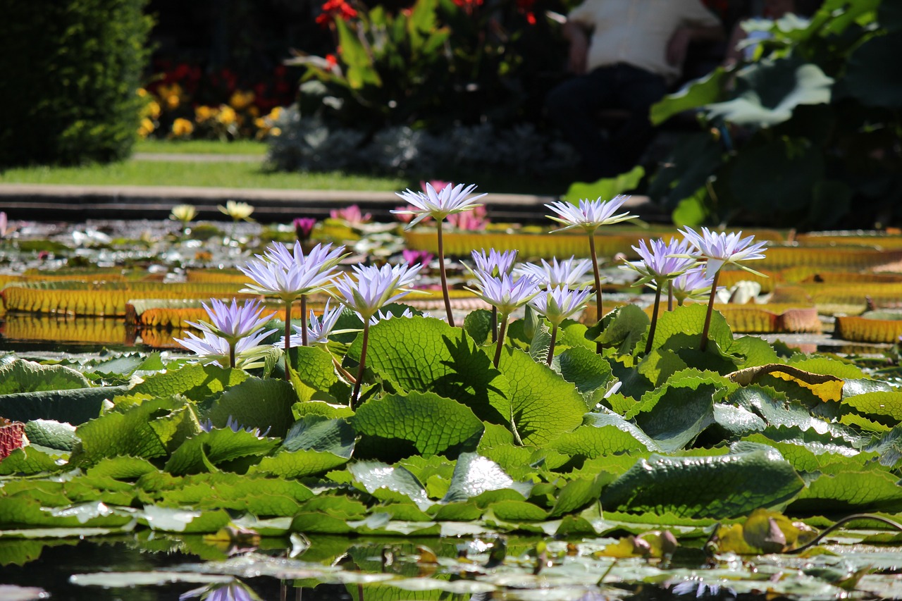 nature nuphar lutea water lily free photo