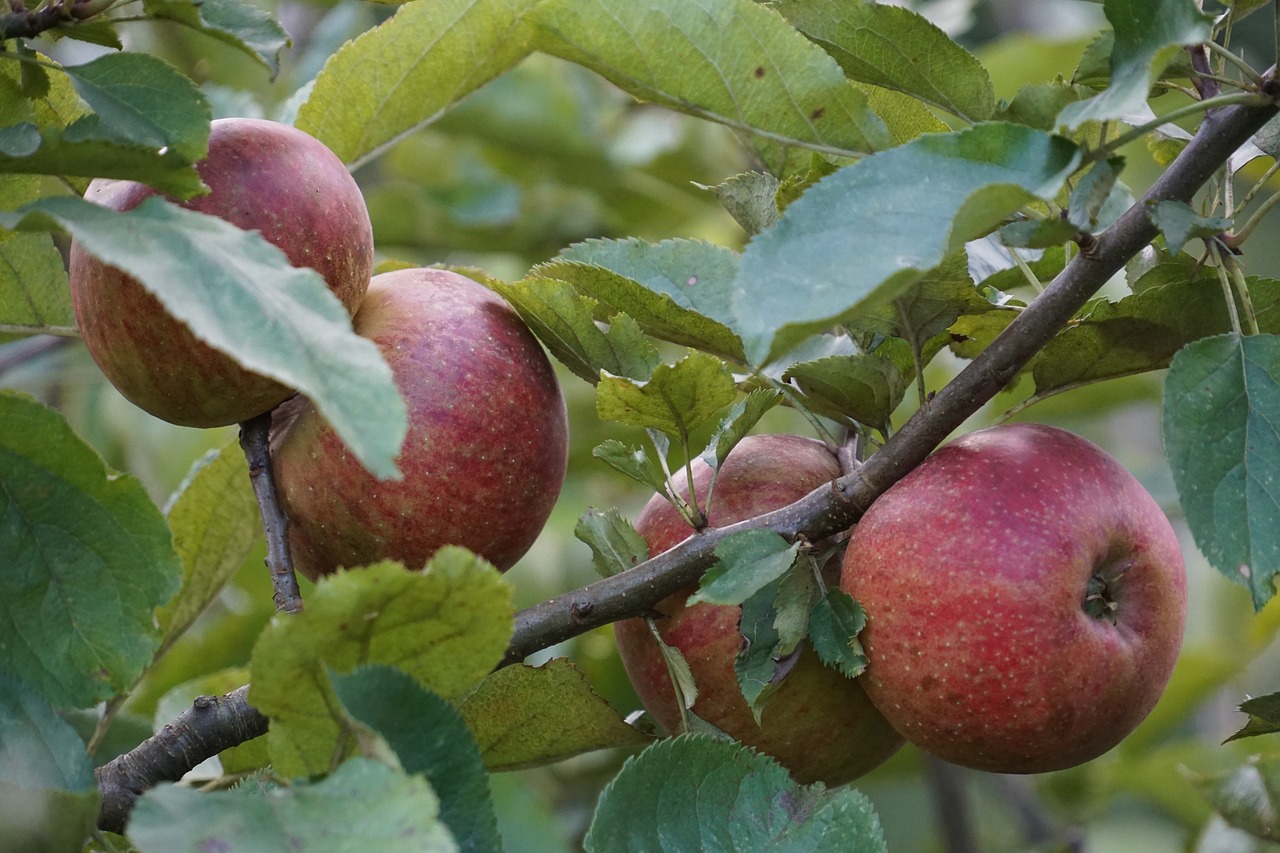nature apple fruit free photo