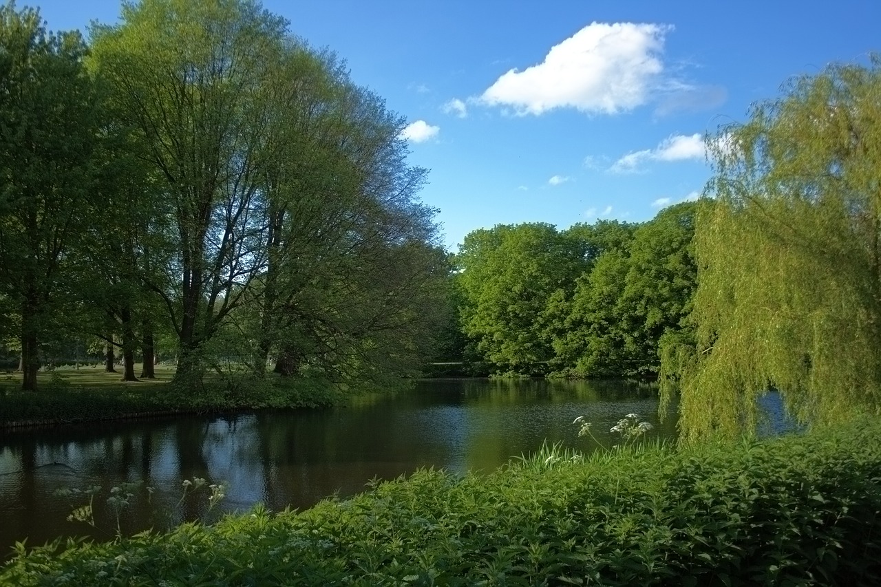 nature tree green free photo