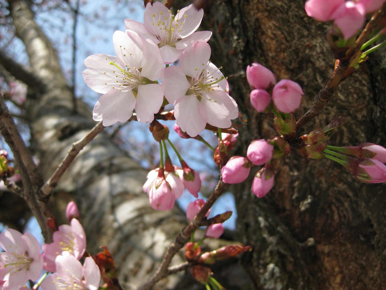 nature tree blossom free photo