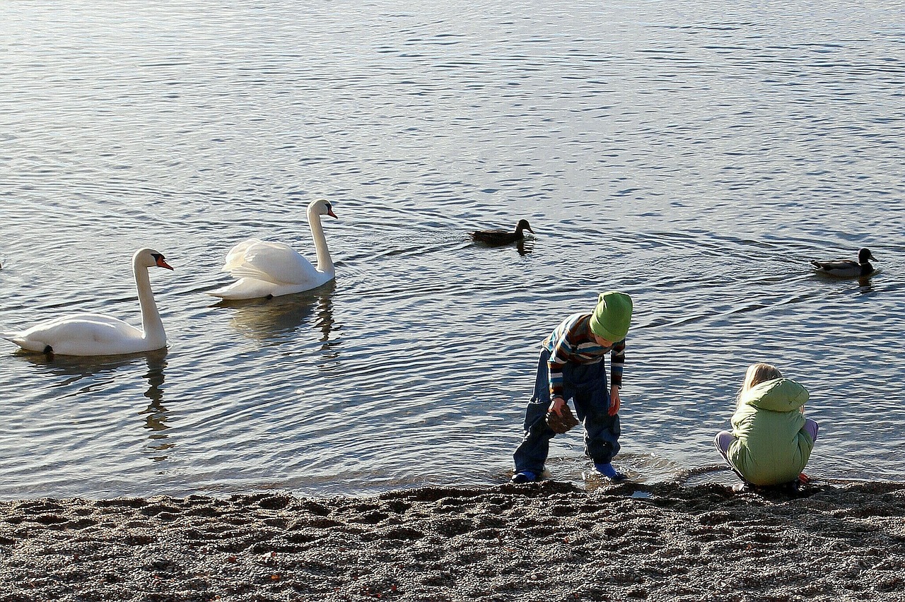 nature water animals free photo