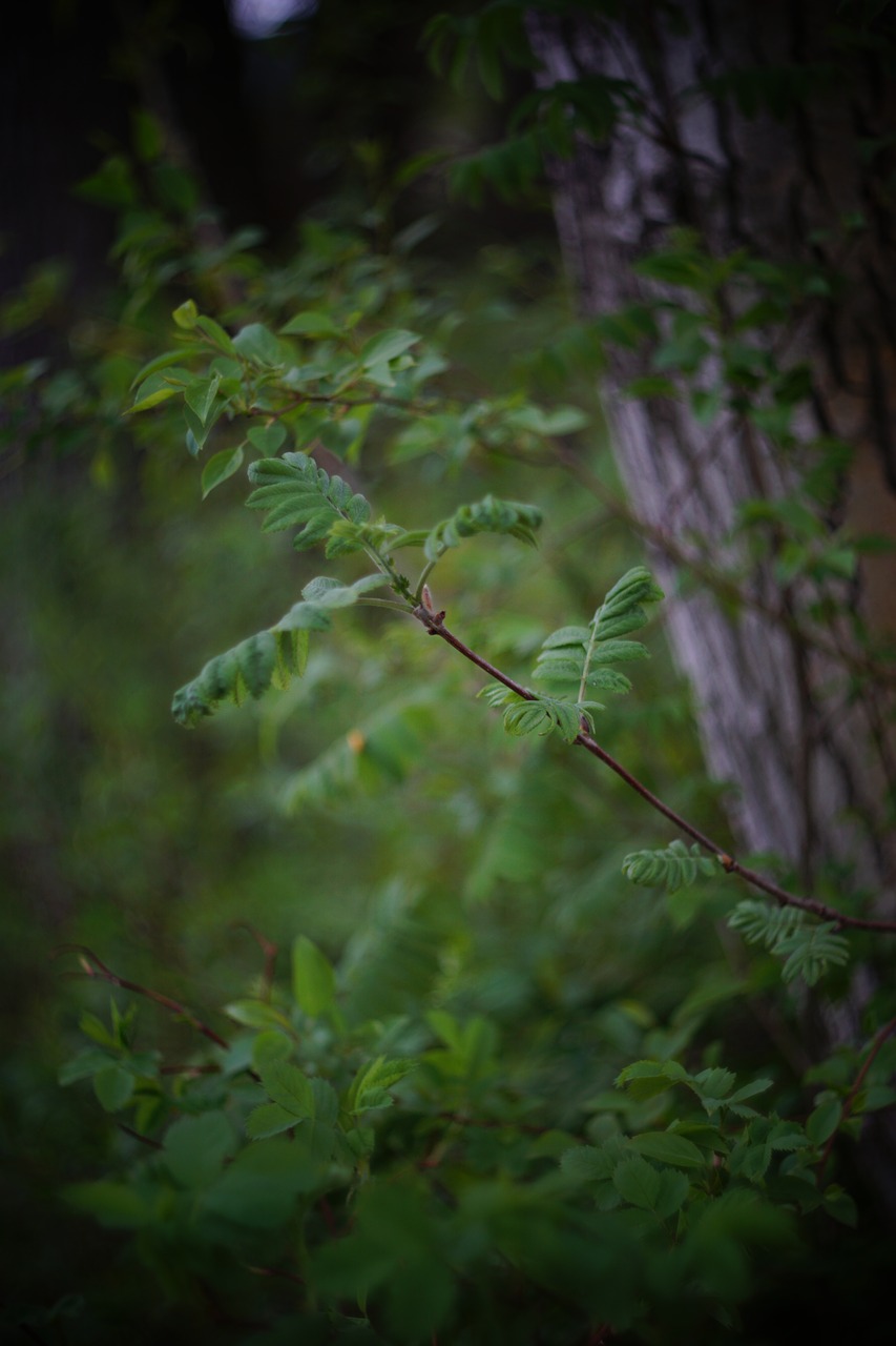 nature forest foliage free photo