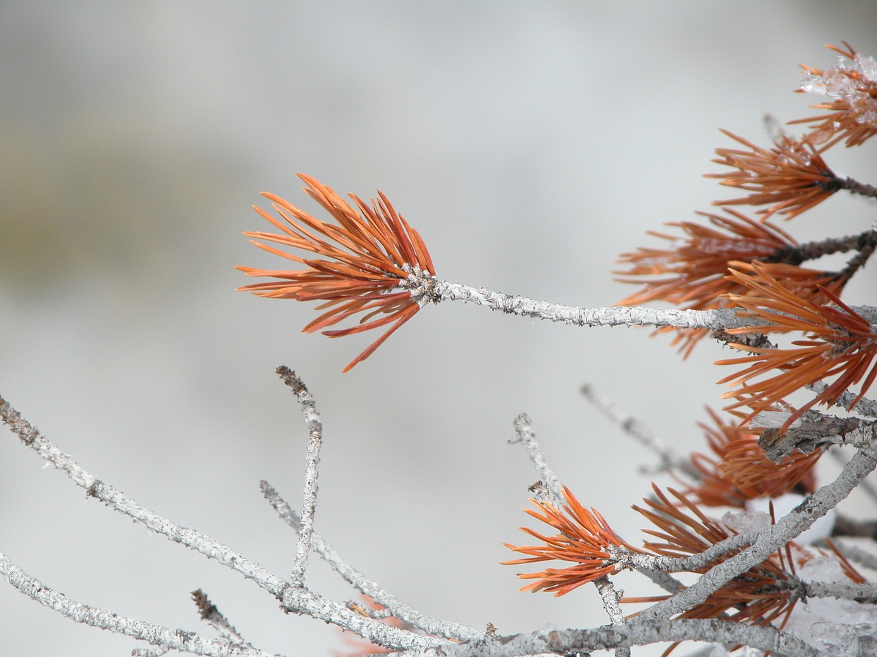 nature tree winter free photo