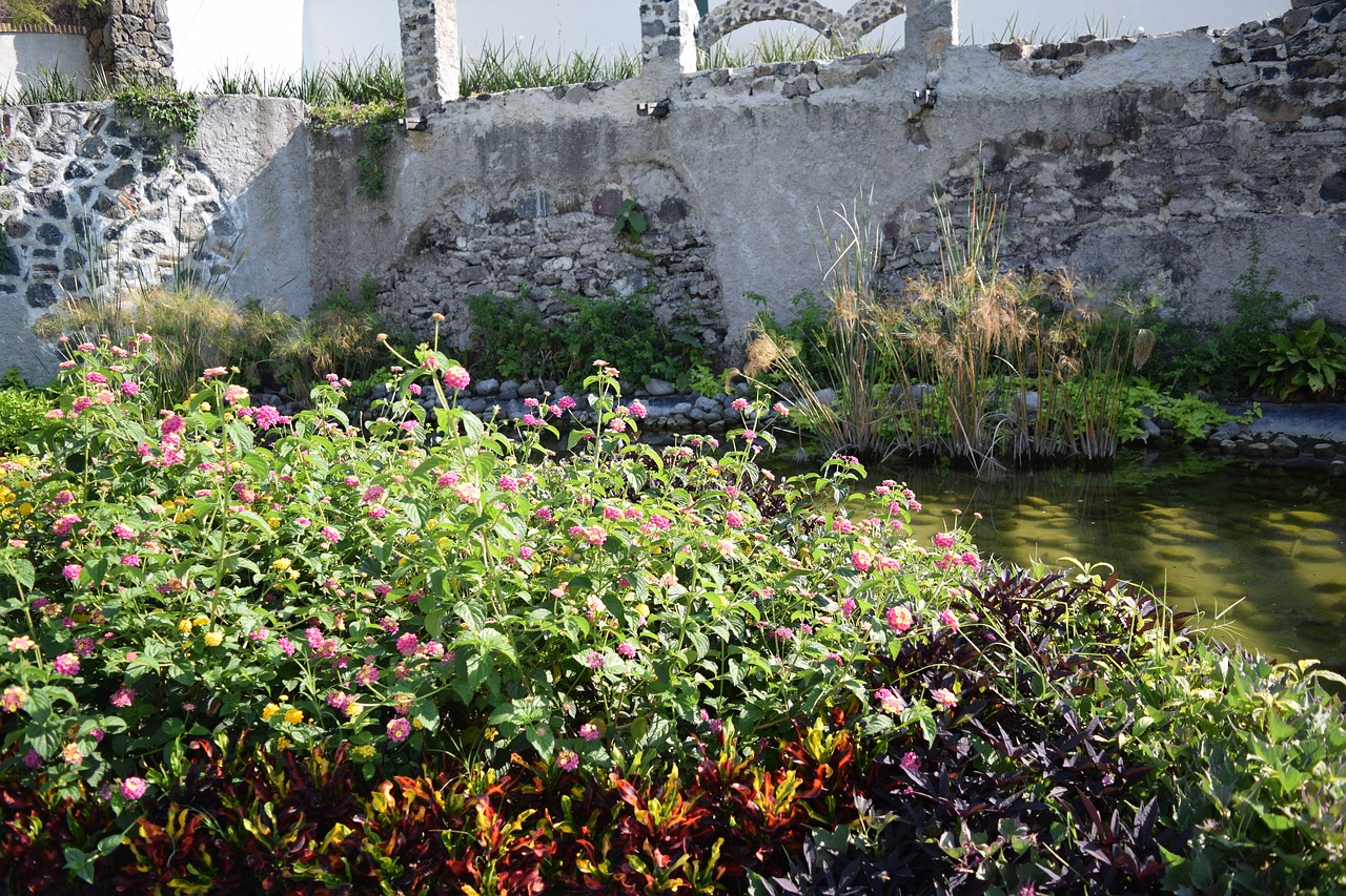 nature water flowers free photo