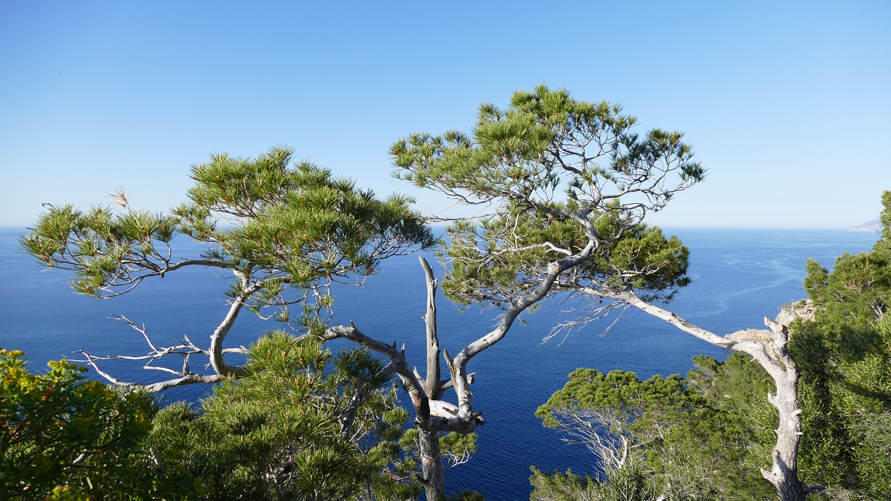 nature sea mallorca free photo