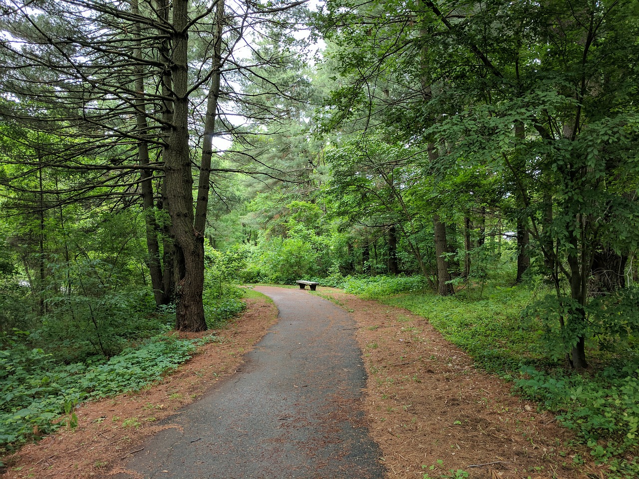 nature trail outdoors free photo