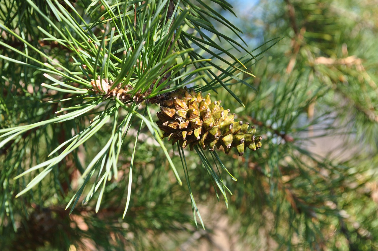 nature tree pinecone free photo