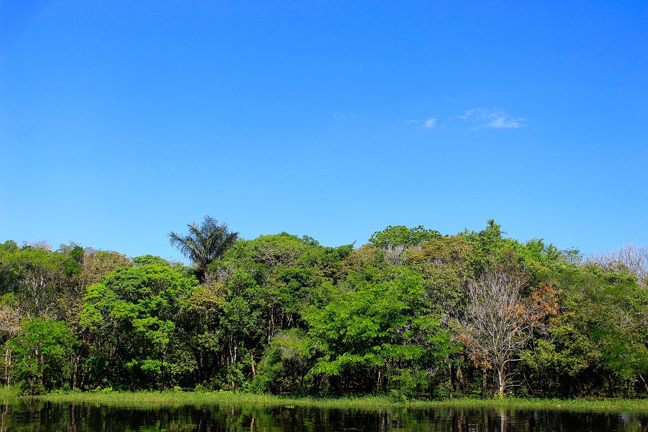 nature tree blue free photo