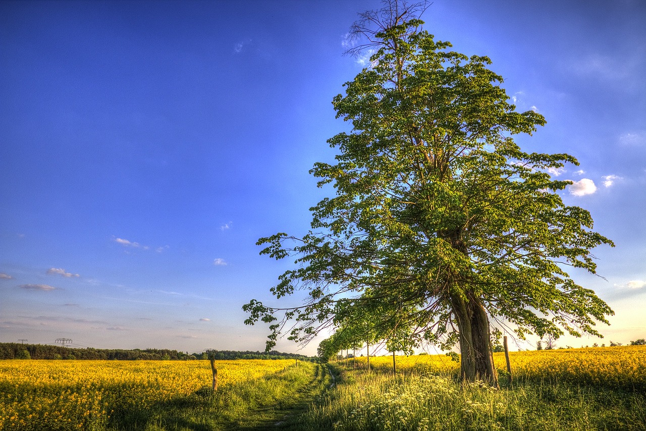 nature tree landscape free photo