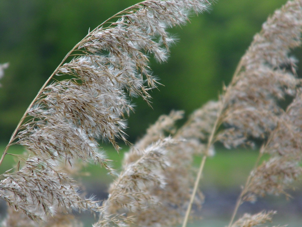 nature reed grass free photo