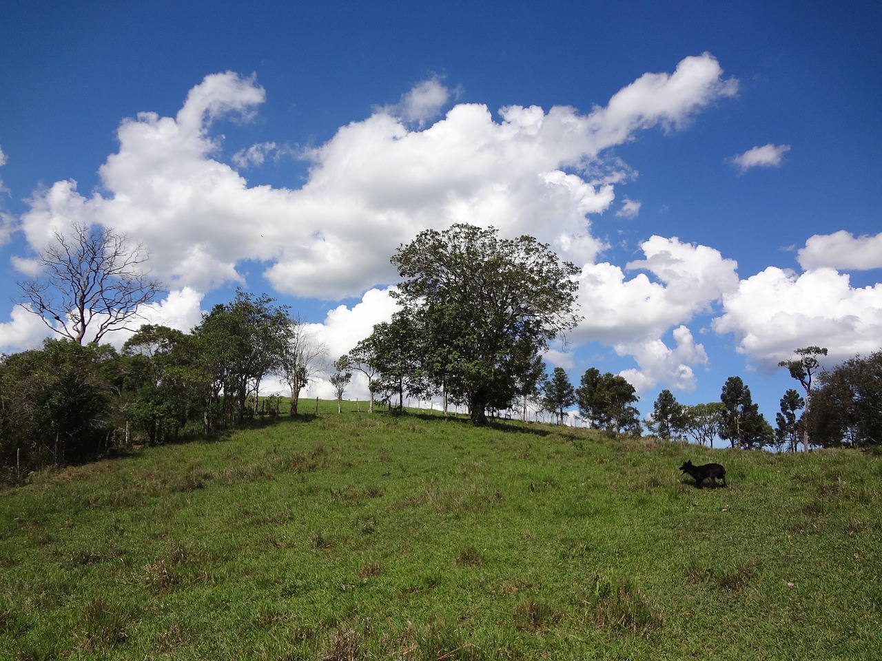 nature farm blue sky free photo