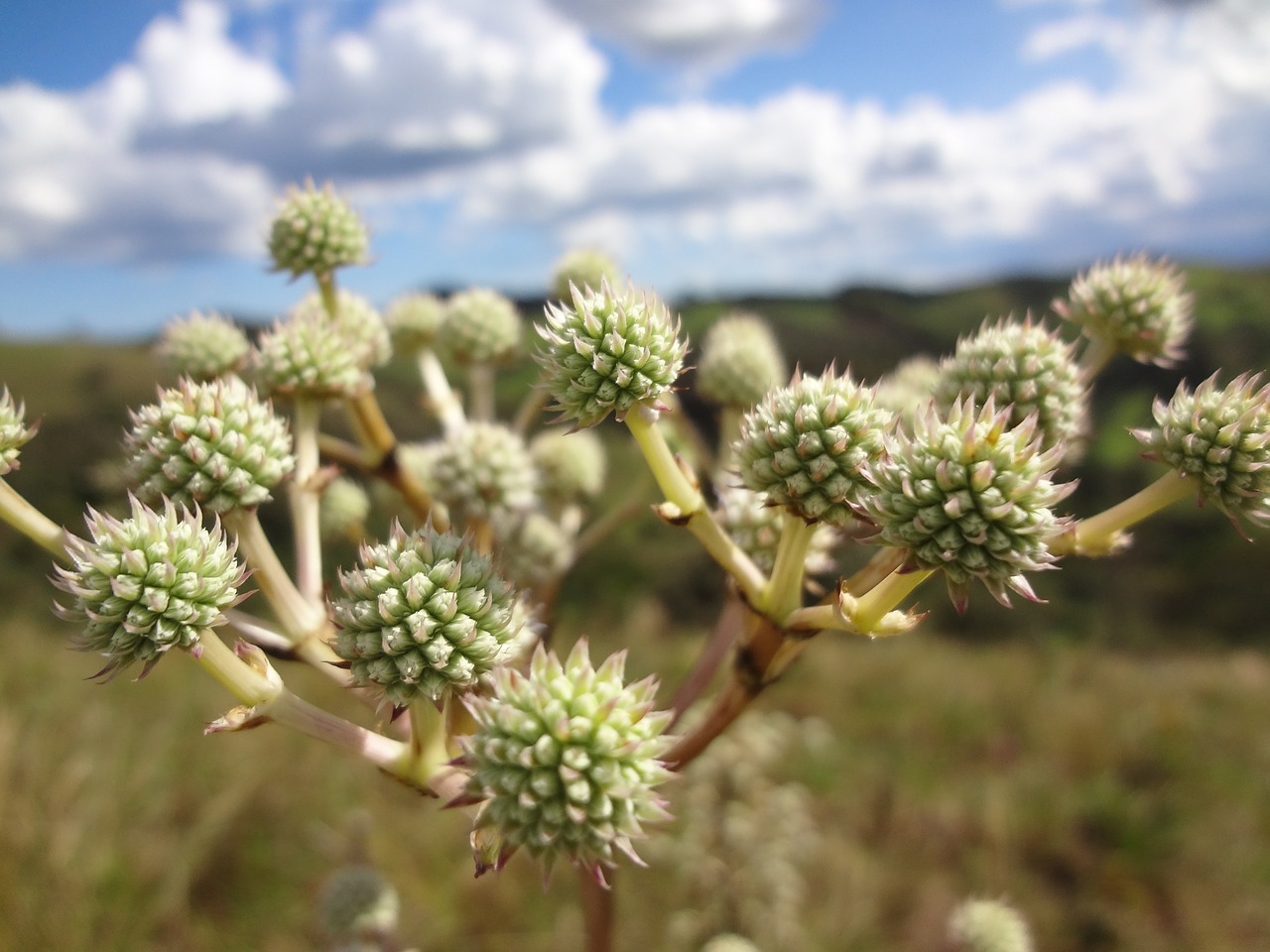 nature flowers meekness free photo