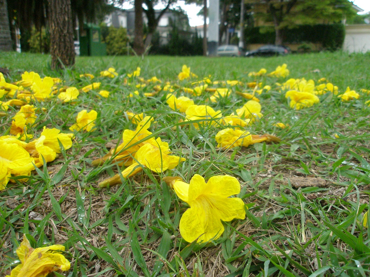 nature flowers garden free photo