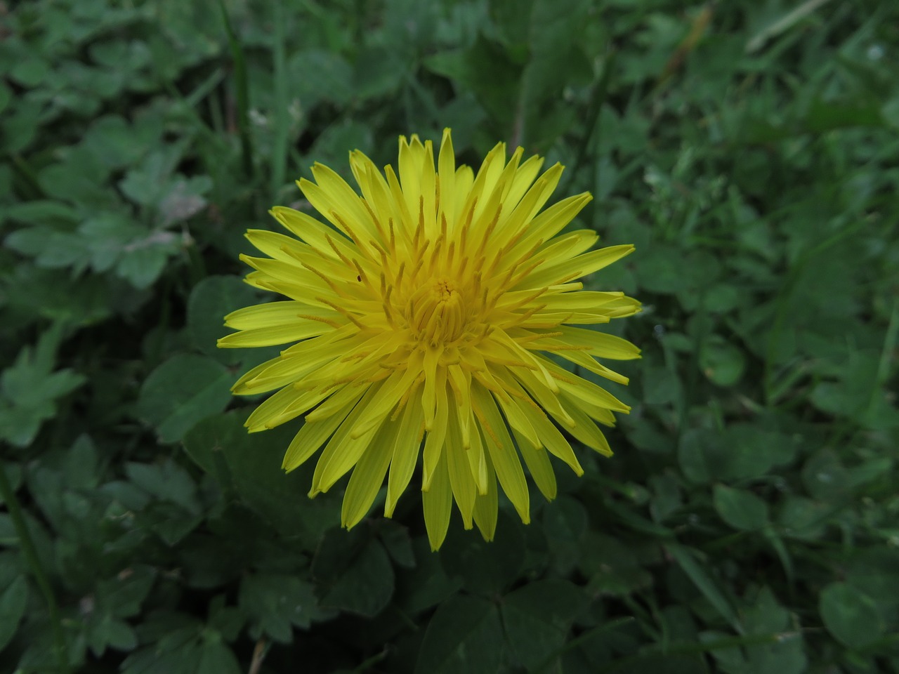 nature flower plant free photo