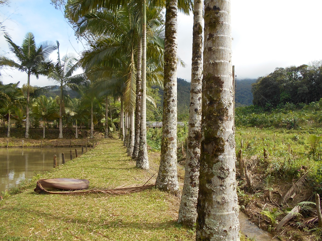 nature rio dos cedros santa catarina free photo