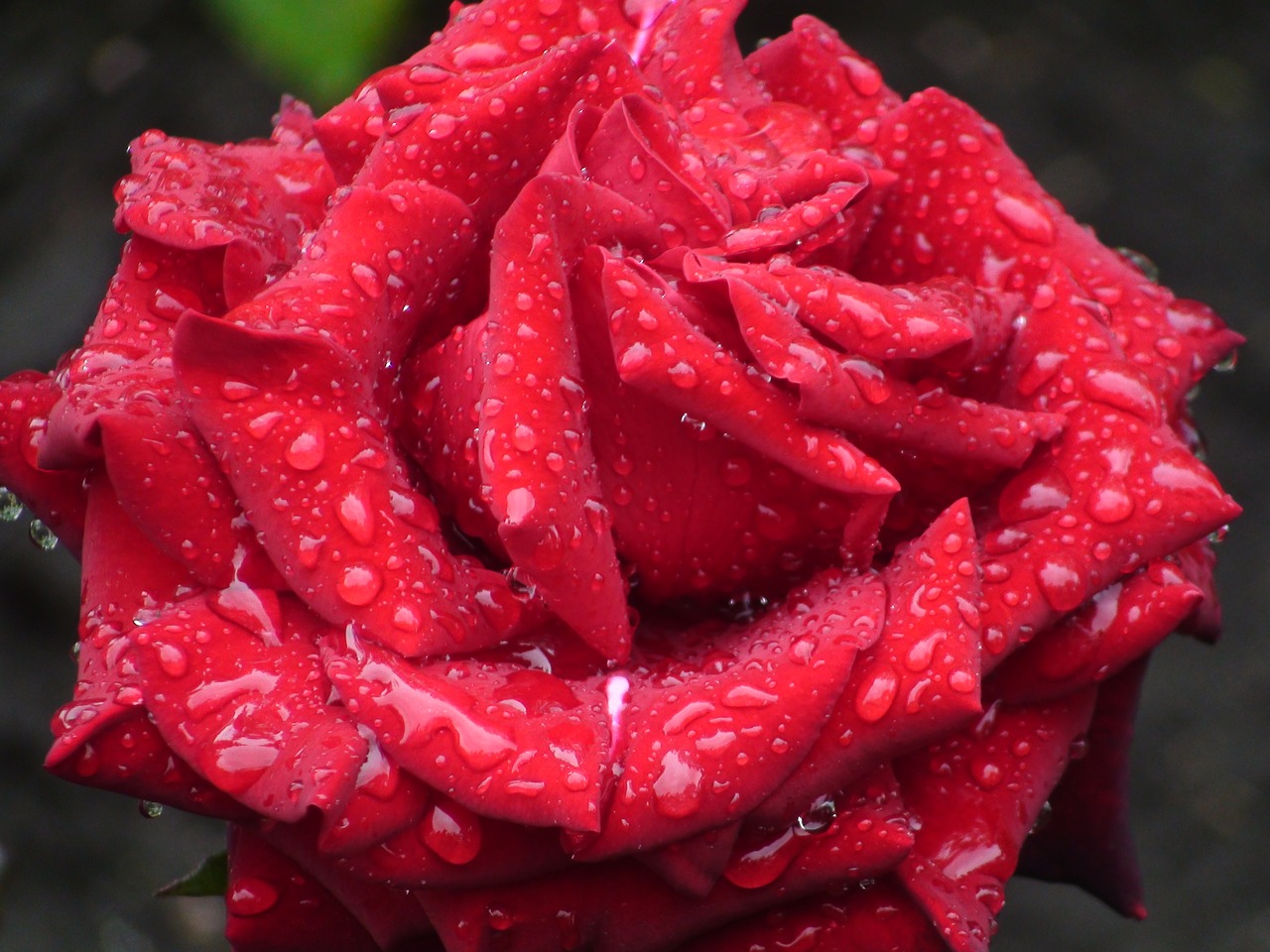 nature flowers red rose free photo