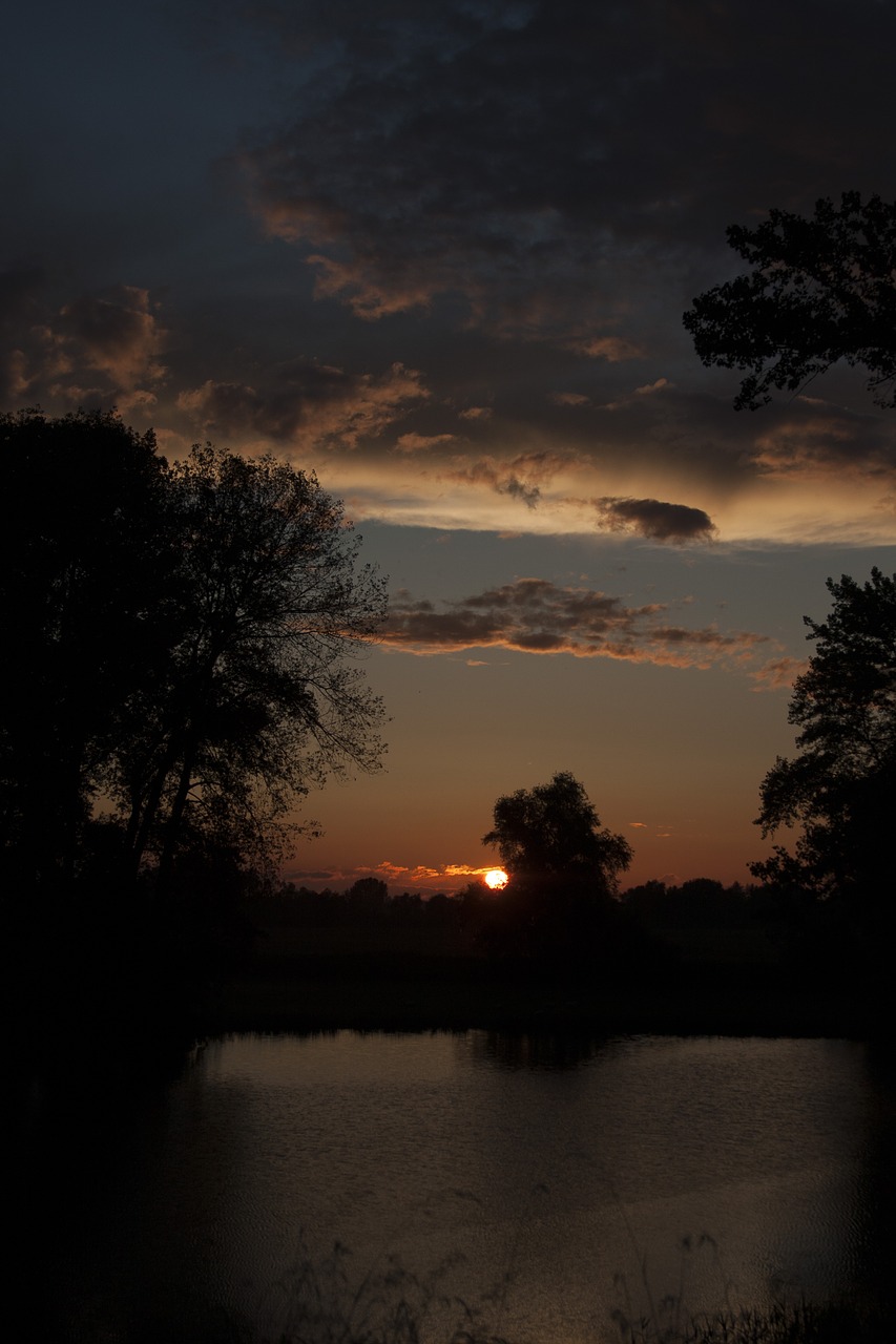 nature sun tree free photo