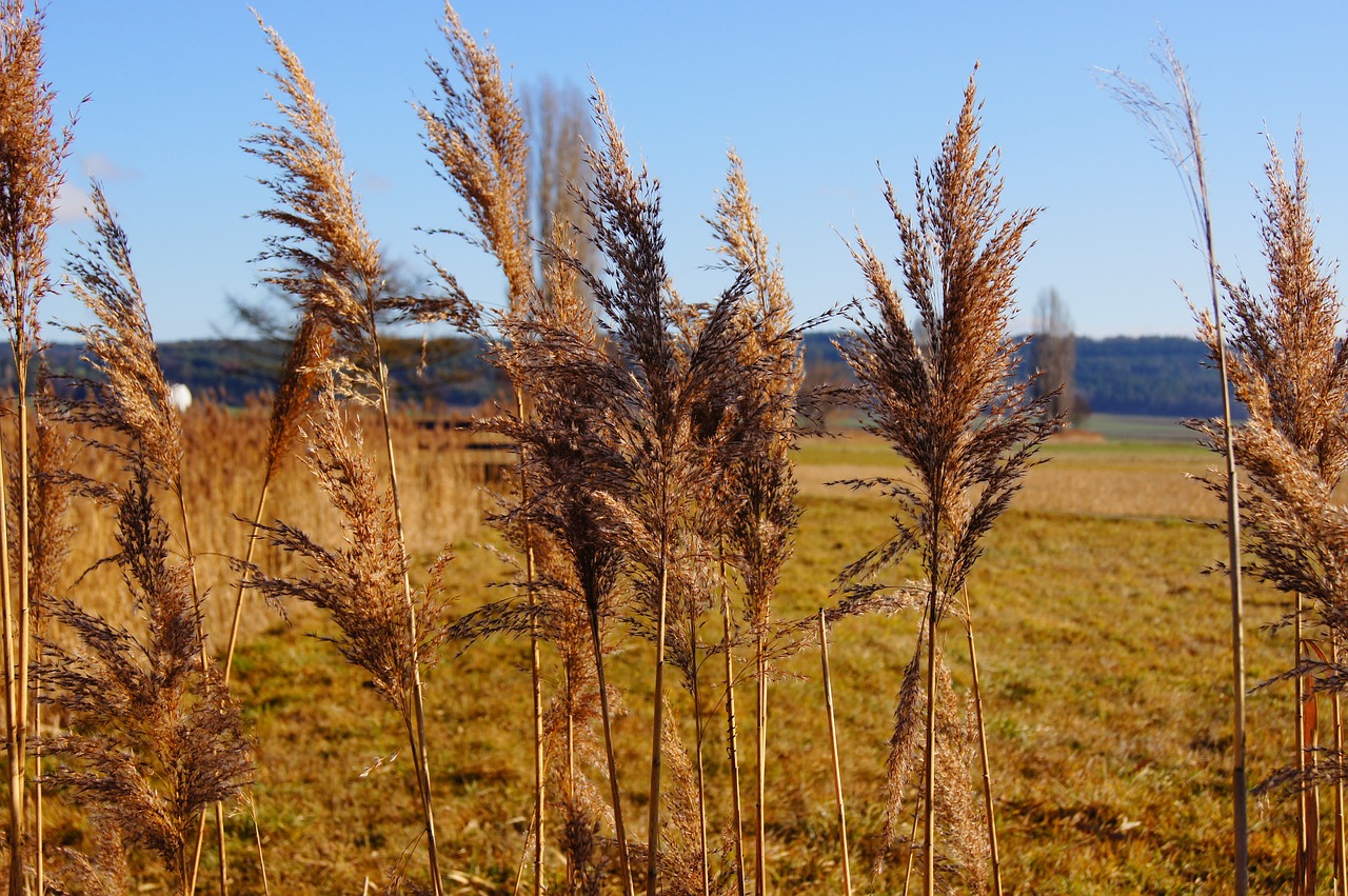 nature reed plant free photo