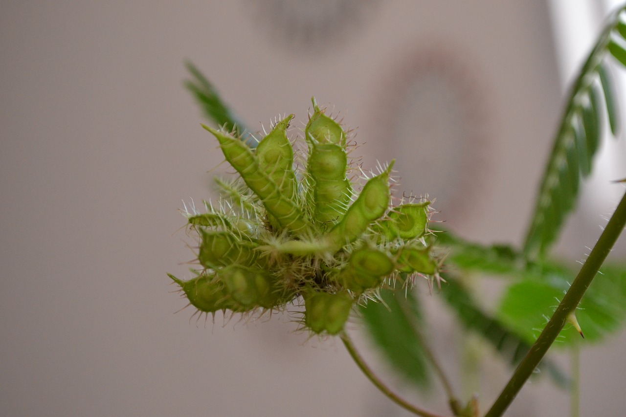 nature macro green free photo