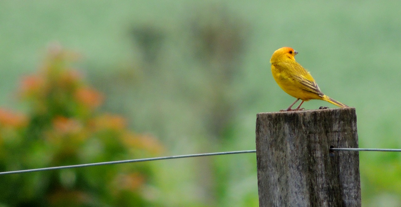 nature bird canary free photo